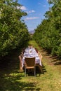 Vertical shot of a long dining table set outdoors at an orchard with rustic chairs Royalty Free Stock Photo