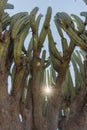 A vertical shot of Lophocereus marginatus cactus in the sun in Mixteca Poblana, Puebla, Mexico