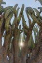 Vertical shot of Lophocereus marginatus cactus in the sun in Mixteca Poblana, Puebla, Mexico