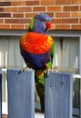Vertical shot of a Loriini parrot standing on the fence Royalty Free Stock Photo