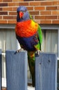Vertical shot of a Loriini parrot standing on the fence Royalty Free Stock Photo