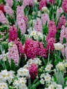 Vertical shot of lovely flower field with blush and pink Hyacinth flowers Royalty Free Stock Photo