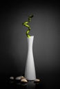 Vertical shot of a lucky bamboo in a white vase on the black background Royalty Free Stock Photo