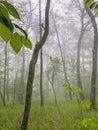 Vertical shot of a lush green misty forest on the Appalachian Trail, Virginia Royalty Free Stock Photo