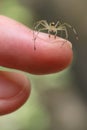 Vertical shot of a Lyssomanes jumping spider standing on the finger of a person