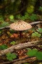 Vertical shot of the Macrolepiota procera, the parasol mushroom Royalty Free Stock Photo