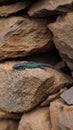 Vertical shot of a Madeiran wall lizard crawling on a stone in the wilderness Royalty Free Stock Photo