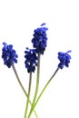 Vertical shot of magnificent grape hyacinth flowers with a white background Royalty Free Stock Photo