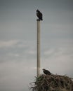Vertical shot of a male and female osprey taking care of the nest in everglades