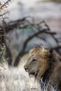 Vertical shot of a male lion (Panthera leo), the king of animals