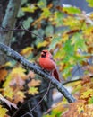Vertical shot of a male Northern Cardinal perched on a tree branch in a forest during the rain Royalty Free Stock Photo