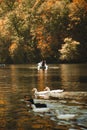 Vertical shot of a male sailing a boat in a lake full of geese Royalty Free Stock Photo