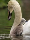 Vertical shot of a mama swan with its baby swans in a lake Royalty Free Stock Photo