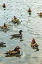Vertical shot of Mandarin ducks (Aix galericulata) swimming in the West Lake in Hangzhou, China