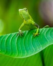 Vertical shot of Maned Forest Lizard in a forest in Bali, Indonesia