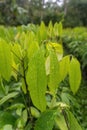 Vertical shot of mango plants with green leaves in a field