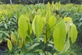 Vertical shot of mango plants with green leaves in a field