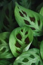 Vertical shot of Maranta leuconeura leaf plant Royalty Free Stock Photo