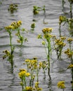 Vertical shot of Marsh Fleawort flowers in lake water, Kentucky, United States.