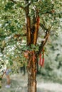 Vertical shot of Martenitsa wrist bands - Bulgarians hang them in trees when spring arrives Royalty Free Stock Photo