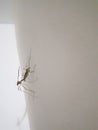 Vertical shot of mating insects on a white wall