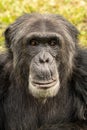 Vertical shot of a mature chimpanzee with an alert expression on its face