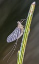 Vertical shot of a mayfly insect on a branched stalk