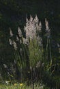 Vertical shot of meadow bluegrass in the field