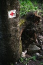 Vertical shot of a medical red cross sign on the mossy tree trunk