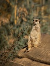 Vertical shot of a Meercat sitting on a log Royalty Free Stock Photo