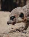 Vertical shot of a Meerkat with an open mouth