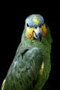 Vertical shot of a mesmerizing Amazonian parrot on a black background