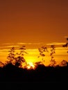 Vertical shot of a mesmerizing golden sunset with the silhouette of trees in the background