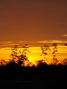 Vertical shot of a mesmerizing golden sunset with the silhouette of trees in the background