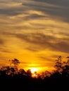 Vertical shot of a mesmerizing golden sunset with the silhouette of trees in the background