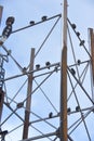 Vertical shot of a metal structure with perched bald eagles in Alaska