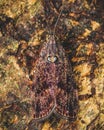 Vertical shot of a metalmark moth camoflauged on a brown surface Royalty Free Stock Photo