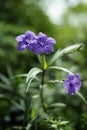 Vertical shot of Mexican petunias blossoming in the garden