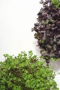 vertical shot of micro greens growing at home. green windowsill garden. vitamins for winter season meal. radish and