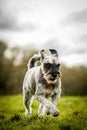 Vertical shot of a miniature schnauzer running on the grass