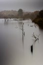 Vertical Shot Of Mist-clad Lake With Bare Twigs And Branches