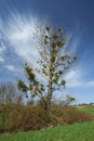 Vertical shot of a mistletoe tree in the field