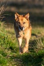 Vertical shot of a mix-breed rescue dog walking on the green grass in the park on a sunny day Royalty Free Stock Photo