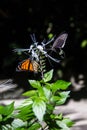 Vertical shot of monarch butterflies on a cat\'s whiskers plant Royalty Free Stock Photo