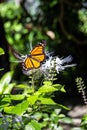 Vertical shot of a monarch butterfly on a cat\'s whiskers plant Royalty Free Stock Photo