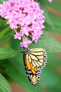 Vertical shot of a monarch butterfly feeding on pink santan flowers