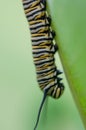 Vertical shot of a Monarch caterpillar walking down a green leaf in the garden Royalty Free Stock Photo