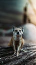 Vertical shot of a mongoose in the Zoo and Safari park in Dvur Kralove nad Labem Royalty Free Stock Photo