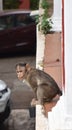 Vertical shot of a monkey on a balcony