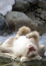 Vertical shot of a monkey lying down on a stone around water Royalty Free Stock Photo
